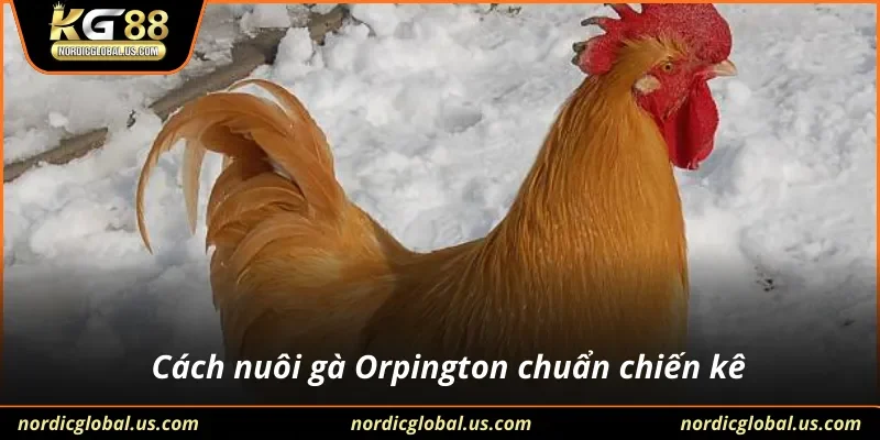 Cách nuôi gà Orpington chuẩn chiến kê