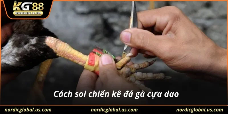 Cách soi chiến kê đá gà cựa dao