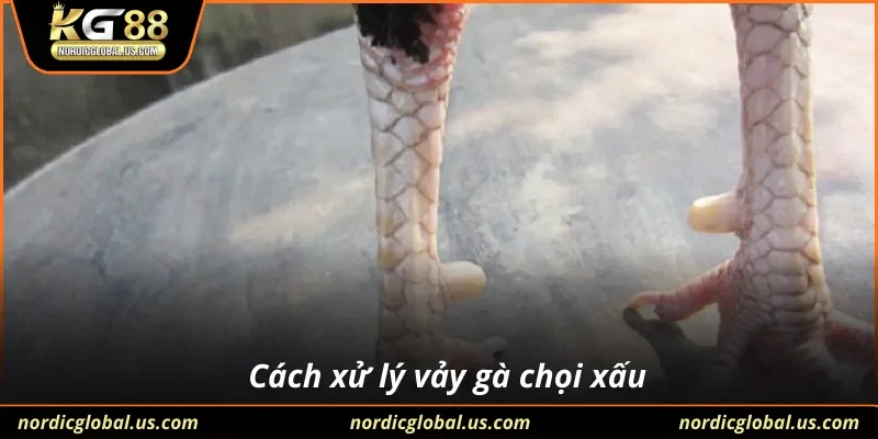 Cách xử lý vảy gà chọi xấu