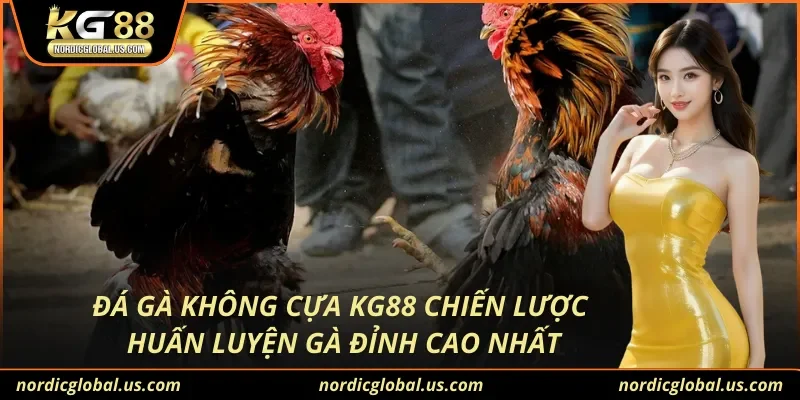 Đá Gà Không Cựa KG88 Chiến Lược Huấn Luyện Gà Đỉnh Cao Nhất