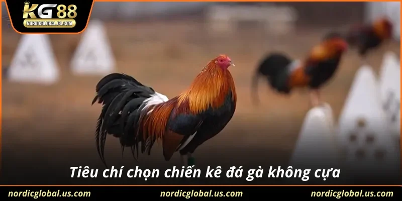 Tiêu chí chọn chiến kê đá gà không cựa